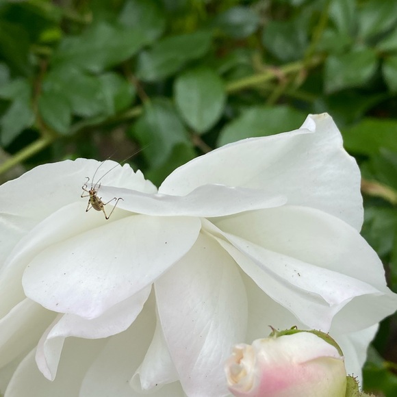 Meet your Posher, Eve - Picture 7 of 16